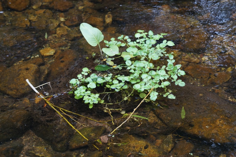 Agrião