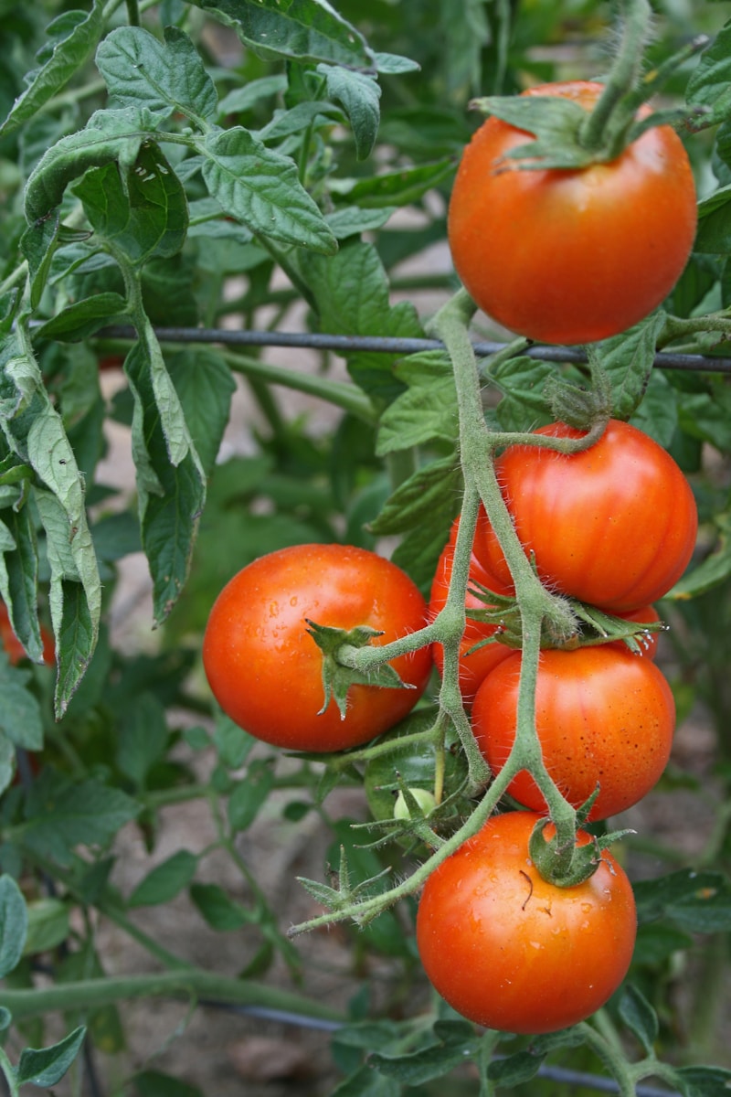 Tomate mesa
